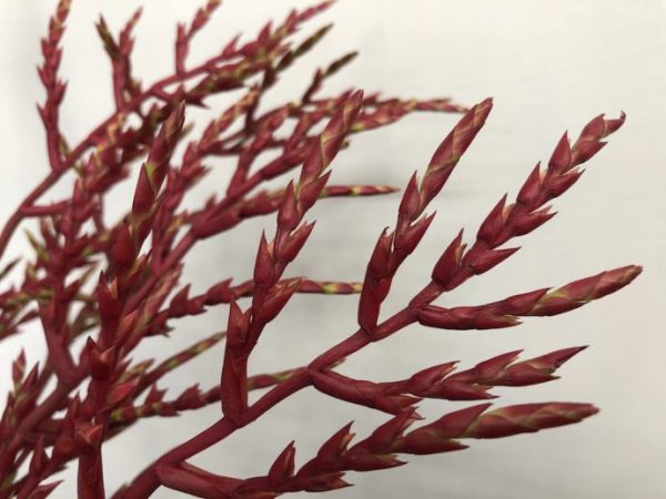 レッドパロマ　ブロメリア