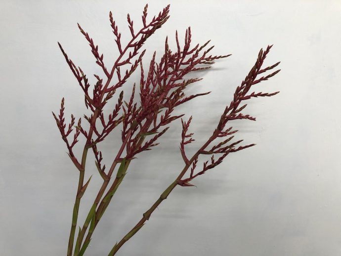 レッドパロマ　ブロメリア　切り花