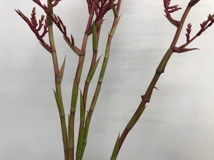 レッドパロマ　ブロメリア　枝物