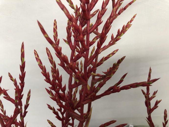 レッドパロマ　ブロメリア　赤