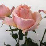 ピアチェーレ　バラ（薔薇）