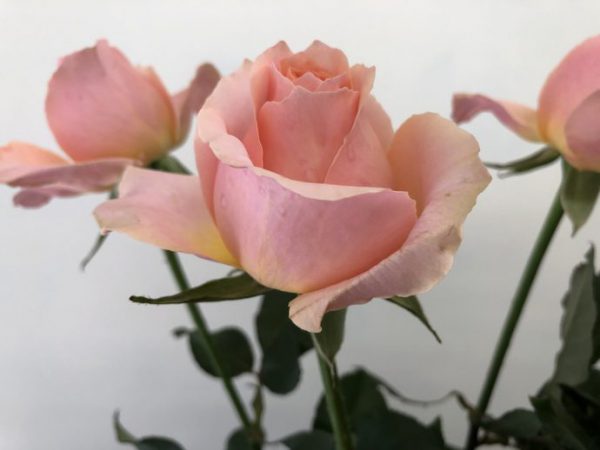 ピアチェーレ　バラ（薔薇）