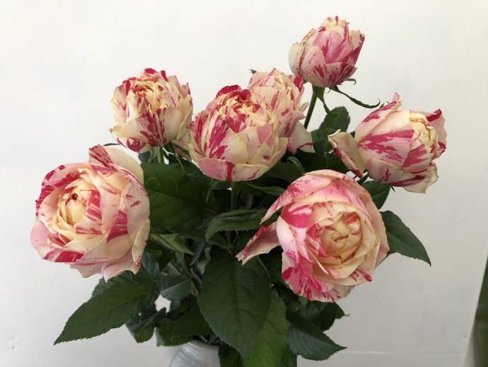 バラ パーティラナンキュラ