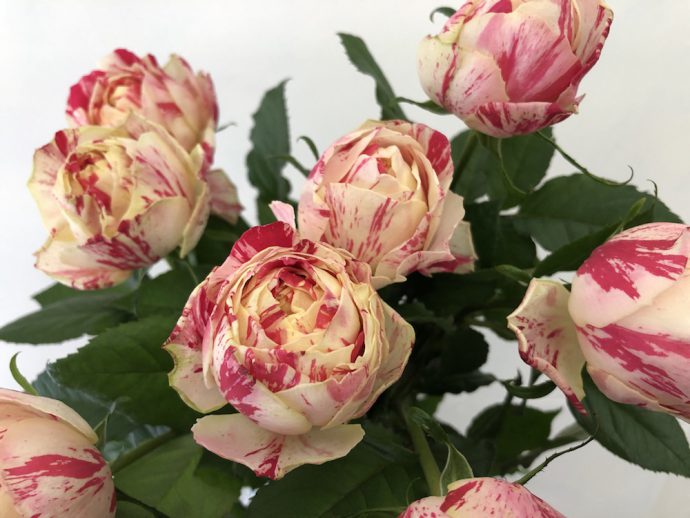 パーティーラナンキュラ バラ