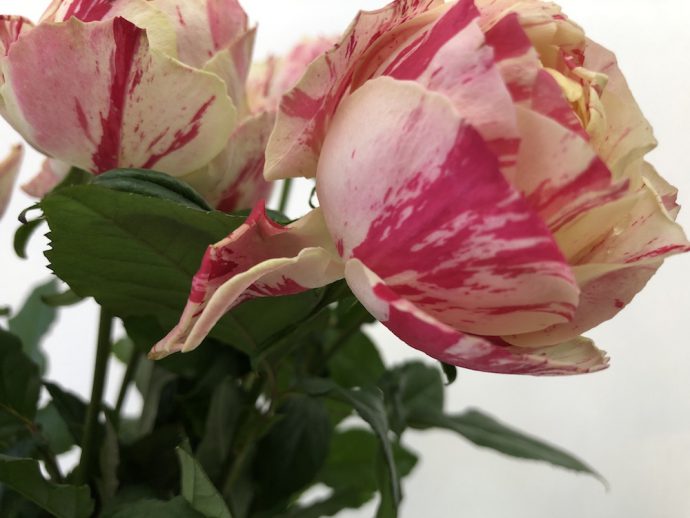 パーティラナンキュラ 複色 薔薇