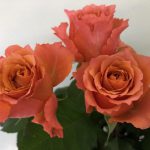 ティアモ　バラ（薔薇）