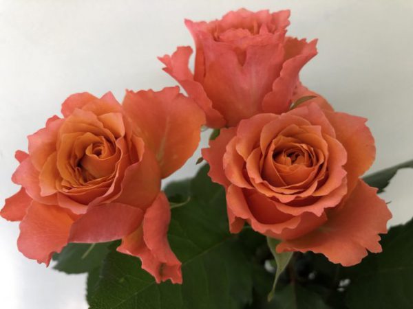 ティアモ　バラ（薔薇）