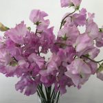 ムジカローズ スイートピー