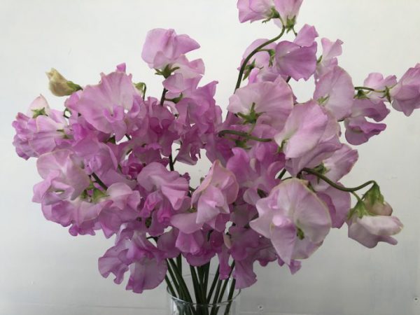 ムジカローズ　スイートピー