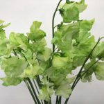 フレッシュアップル スイートピー