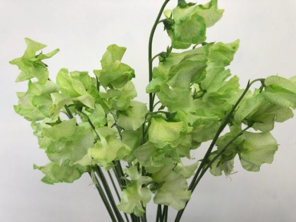 フレッシュアップル スイートピー