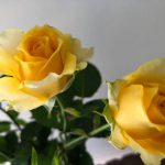 フレア スプレーバラ(薔薇)