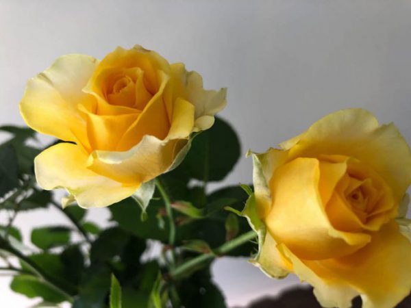 フレア　スプレーバラ（薔薇）