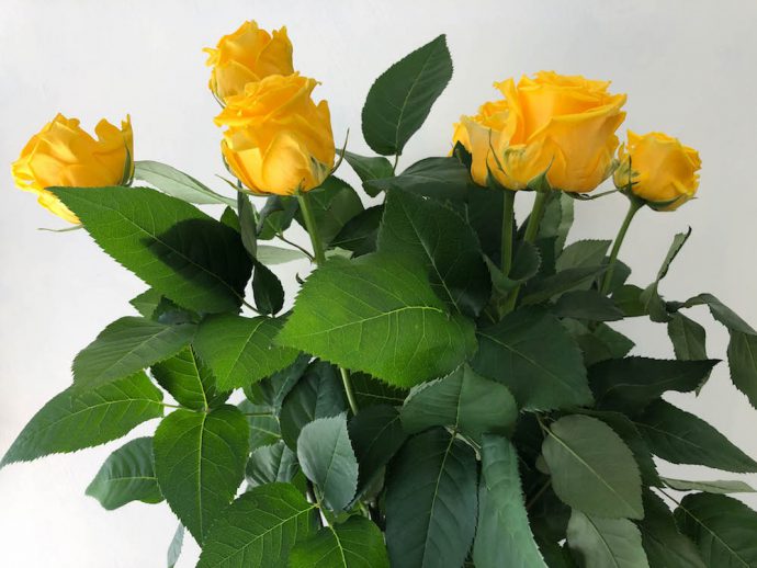 ソラーレ バラ 薔薇 切り花 図鑑 写真と名前別 季節別 月別 色別 種類別で探せる切り花専門の花図鑑