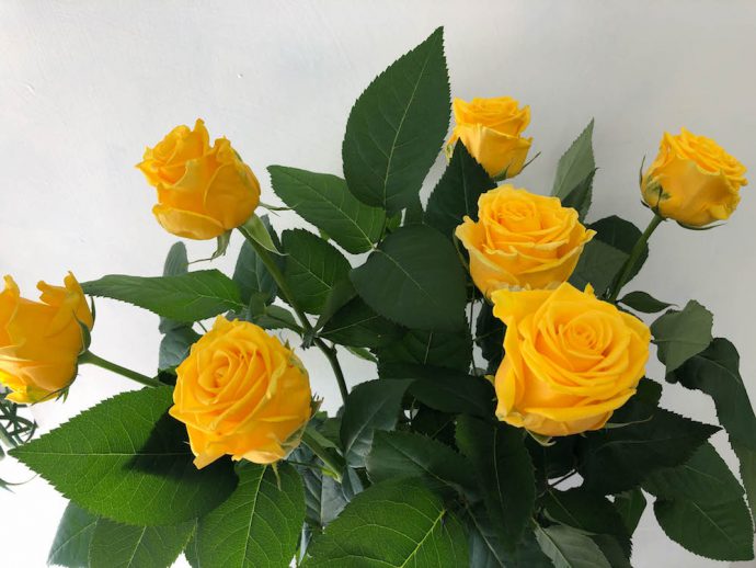 ソラーレ バラ 薔薇 切り花 図鑑 写真と名前別 季節別 月別 色別 種類別で探せる切り花専門の花図鑑