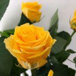 ソラーレ　バラ（薔薇）