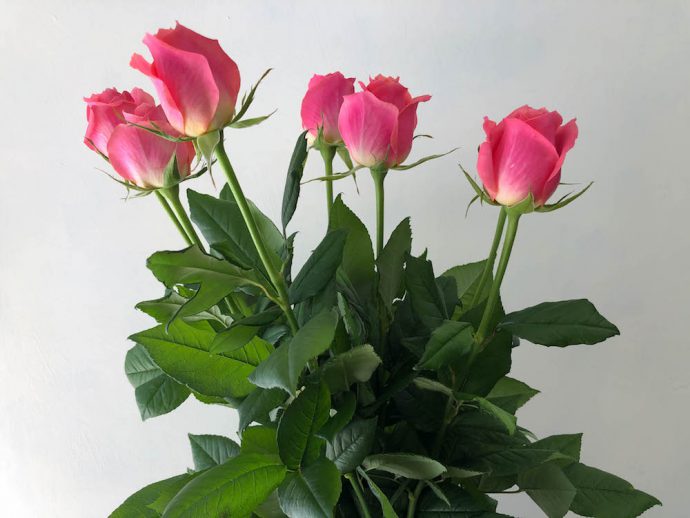 薔薇 エースピンク