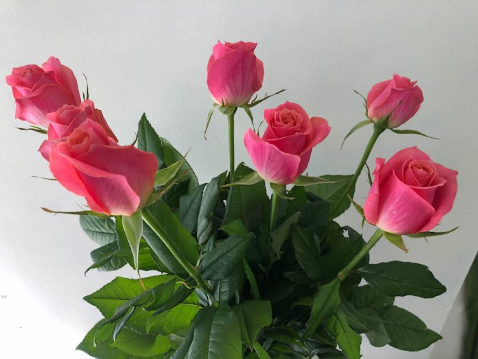 バラ エースピンク