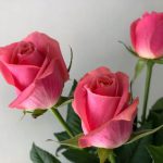 エースピンク　バラ（薔薇）