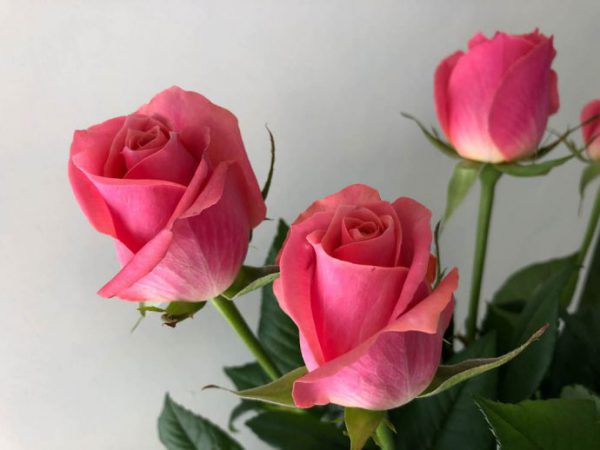 エースピンク　バラ（薔薇）