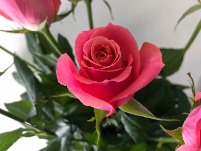 エースピンク バラ 薔薇 切り花 図鑑 写真と名前別 季節別 月別 色別 種類別で探せる切り花専門の花図鑑