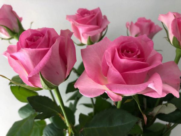 スイートユニーク　バラ（薔薇）