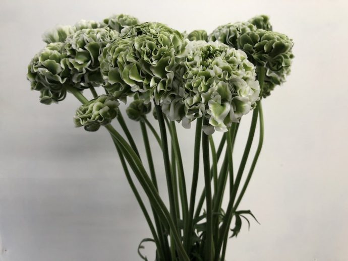 ラナンキュラス イグルー