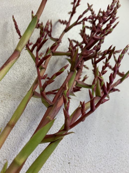 レッドパロマ　ブロメリア　赤い枝物