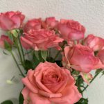 ローラ　スプレーバラ（薔薇）