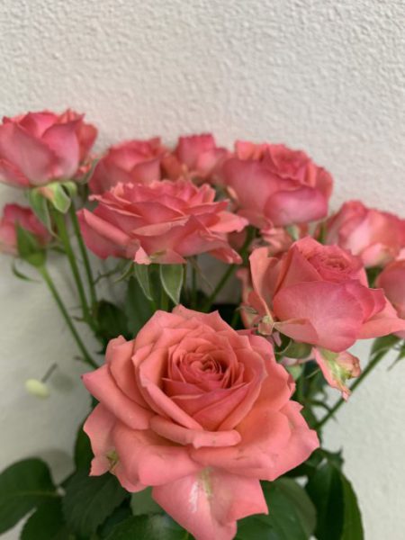 ローラ　スプレーバラ（薔薇）