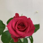 ライラ+ バラ(薔薇)