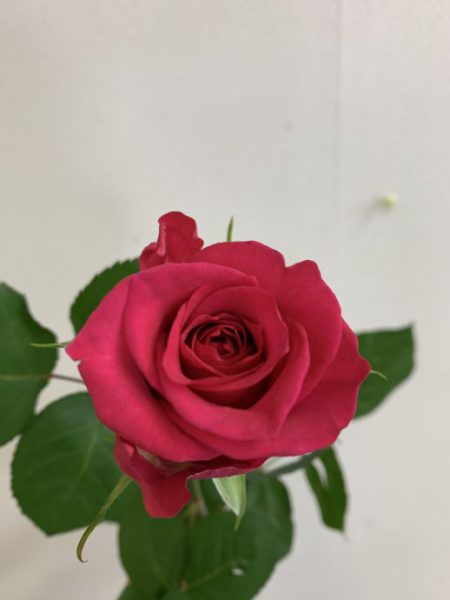 ライラ+　バラ（薔薇）