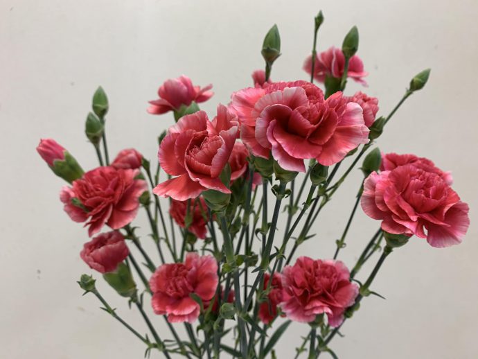 スプレーカーネーション　よそおい