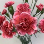 よそおい　スプレーカーネーション