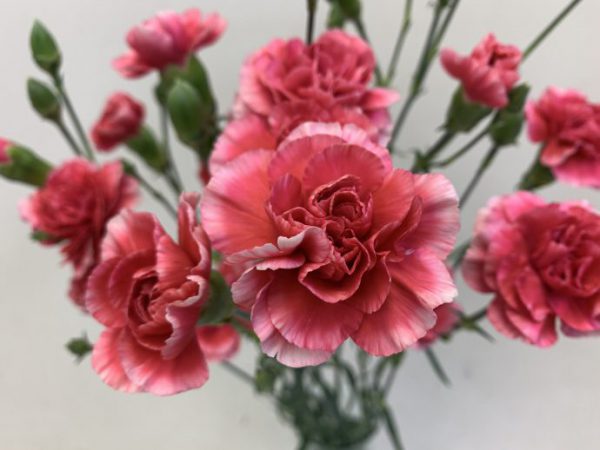 よそおい　スプレーカーネーション