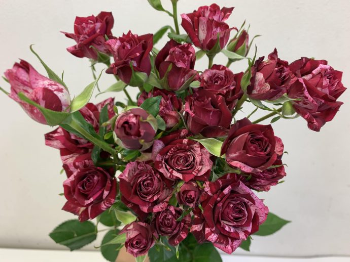 スプレーバラ　アローフォリーズ