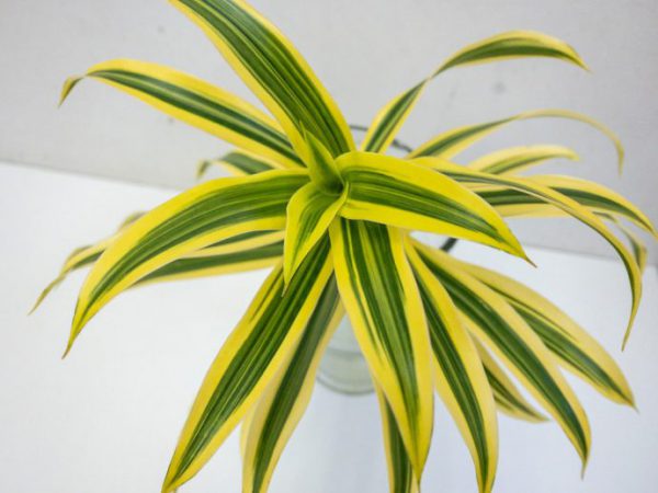 ソングオブインディア　ドラセナ・レフレクサ