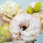 ボヤージュライトアプリコット トルコキキョウ, トルコギキョウ, ユーストマ