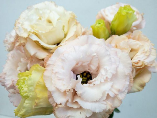 ボヤージュライトアプリコット トルコキキョウ, トルコギキョウ, ユーストマ