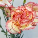 サレア　カーネーション