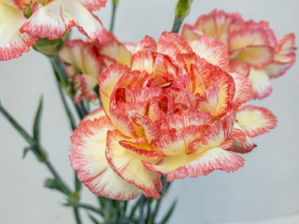 サレア　カーネーション