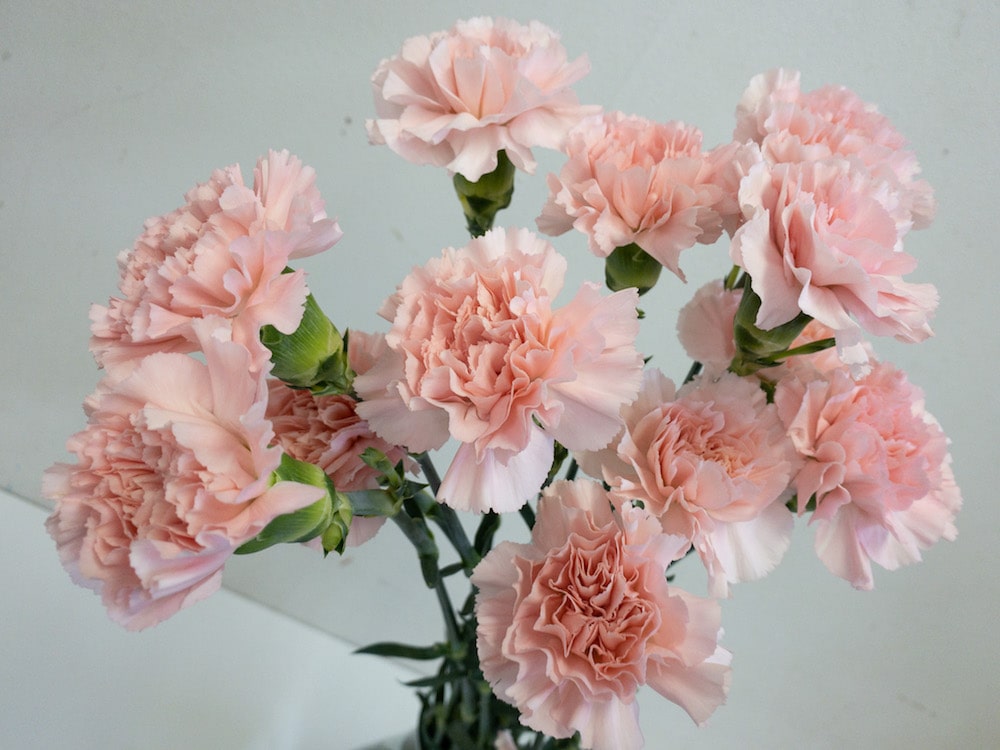 カーネーション