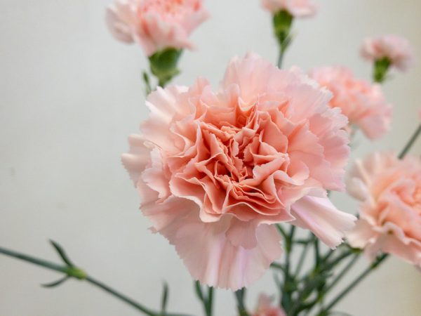 ドンセル　カーネーション