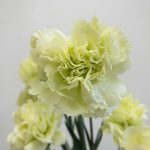 プラドミント　カーネーション