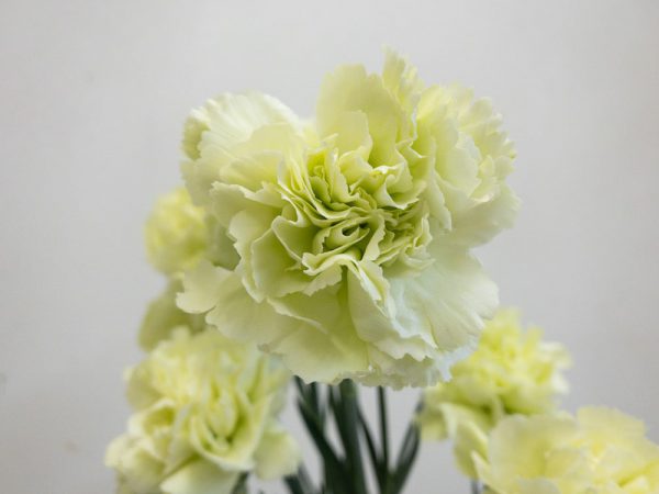 プラドミント　カーネーション