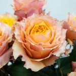 シャインオン　バラ（薔薇）