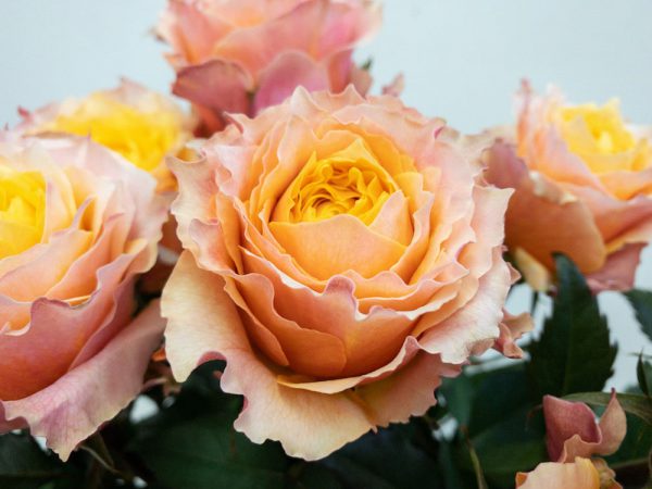 シャインオン　バラ（薔薇）