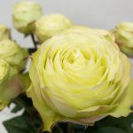 グリーンフィールド　バラ（薔薇）