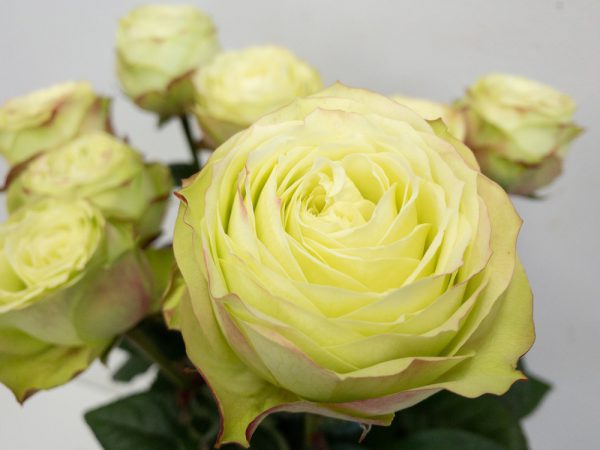 グリーンフィールド　バラ（薔薇）