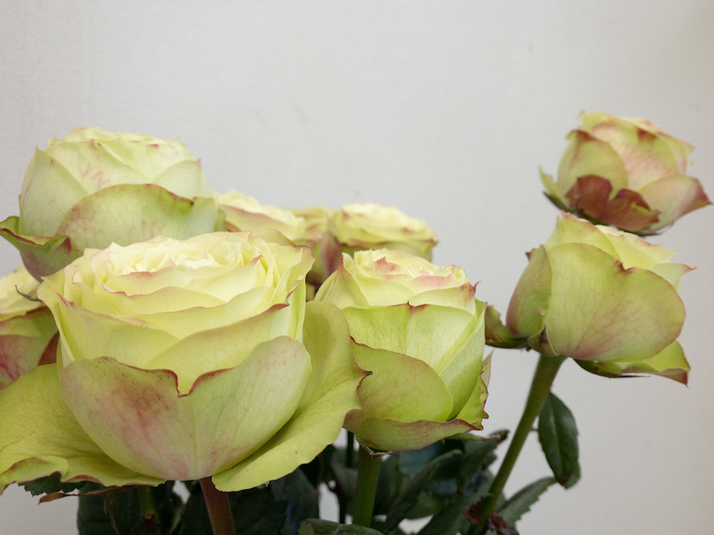 グリーンフィールド　薔薇